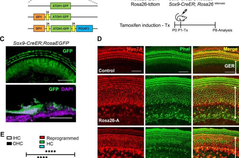 Research illuminates approaches for long-term hearing loss treatment