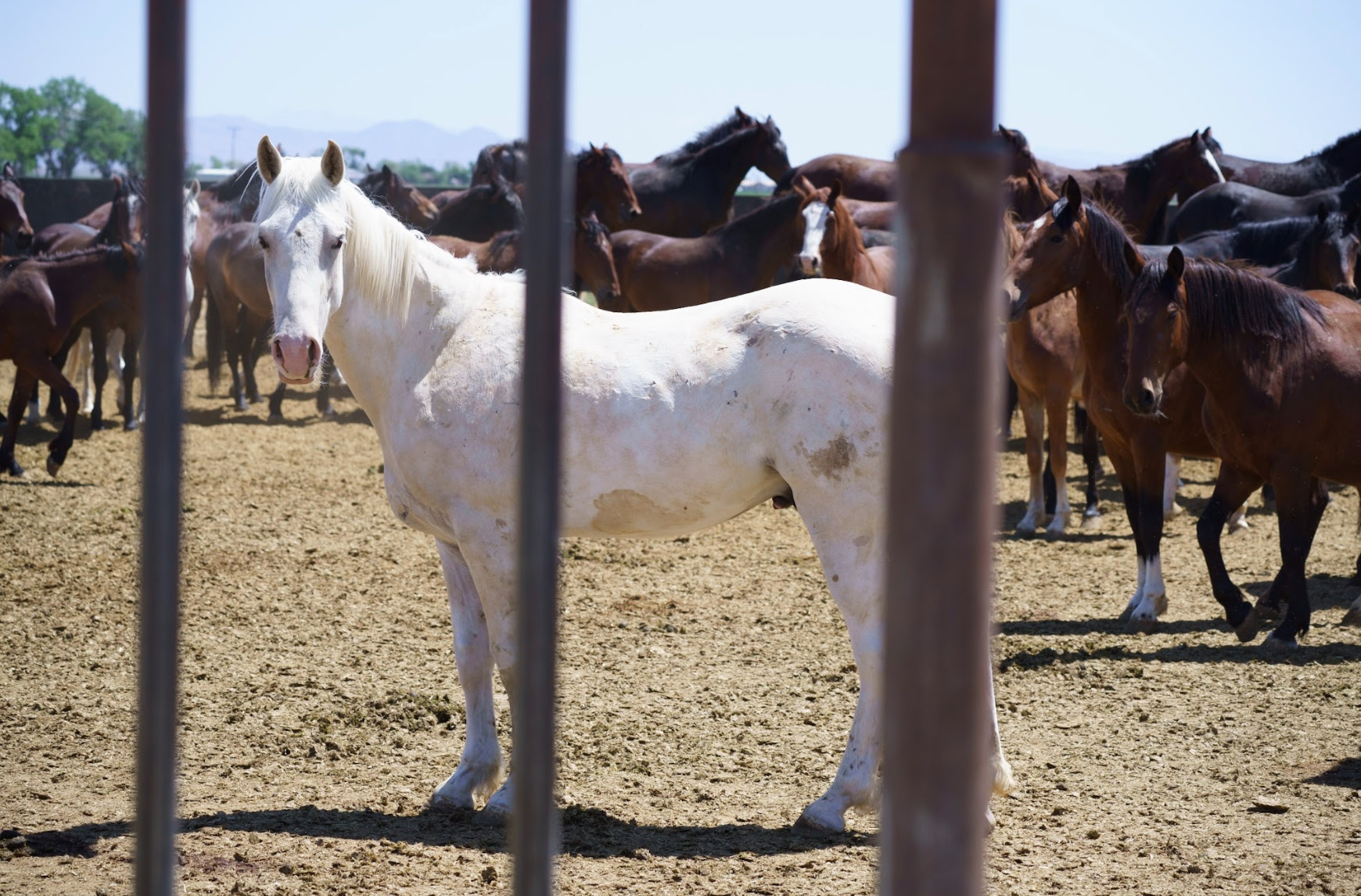 A white mustang stands behind the bars of a holding facility pen