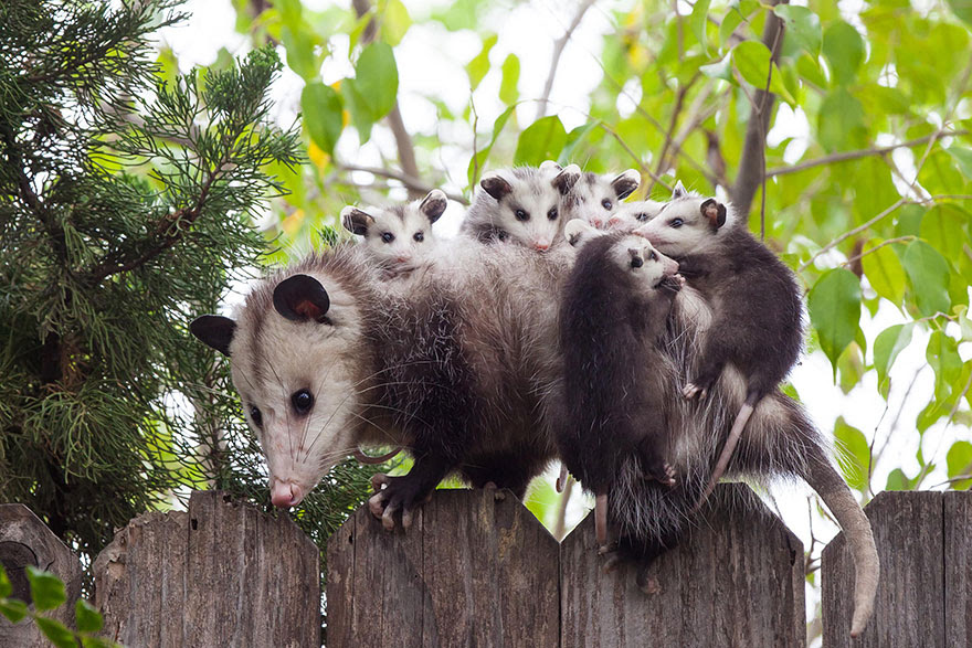 http://www.boredpanda.com/cute-animal-parenting/?image_id=animal-parents-1.jpg