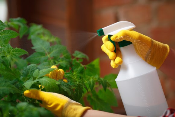 Gardener spraying neem oil on plants