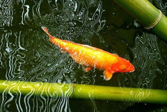 koi.jpg koi.jpg