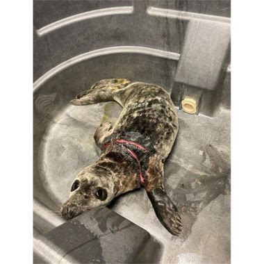 injured seal in large grey tub