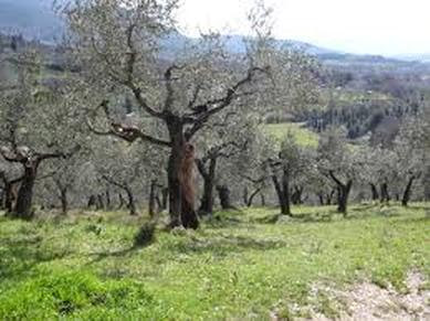 Spiritual Meditation & Mindfulness Retreats in Assisi, Italy, Europe olive trees photo