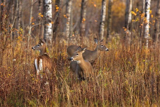 Three antlerless white-tailed deer stand together in a forested area