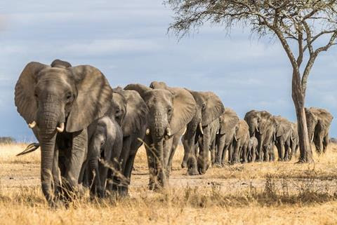 A procession of African elephants on the Savannah.