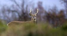 8-point buck