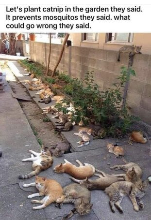 Cats-planted-Catnip