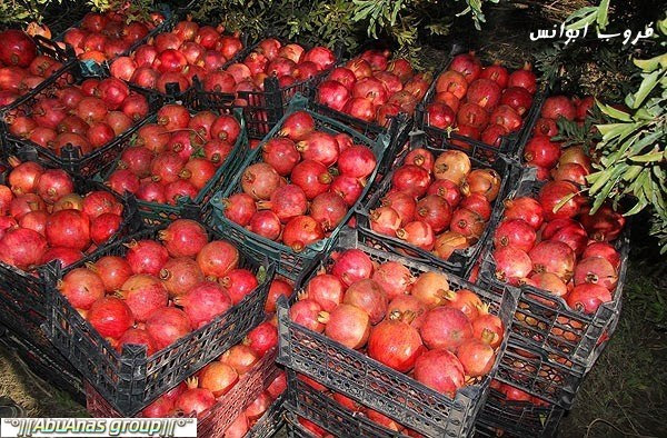 موسم قطف الرمان في لورستان