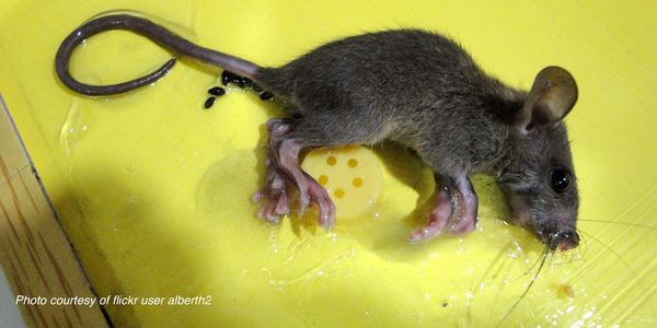 A dead mouse lies stuck to a glue trap.