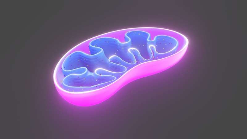 mitochondria