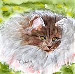 6x6 Fluffy Grey Cat Rag Doll Long Haired Seal Point Watercolor Painting by Penny StewArt - Posted on Wednesday, January 21, 2015 by Penny Lee StewArt