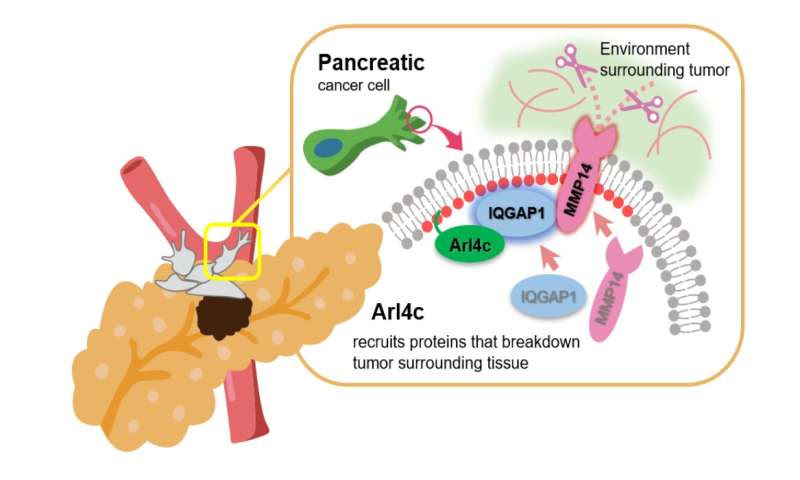 Researchers discover why pancreatic cancer cells are so aggressive