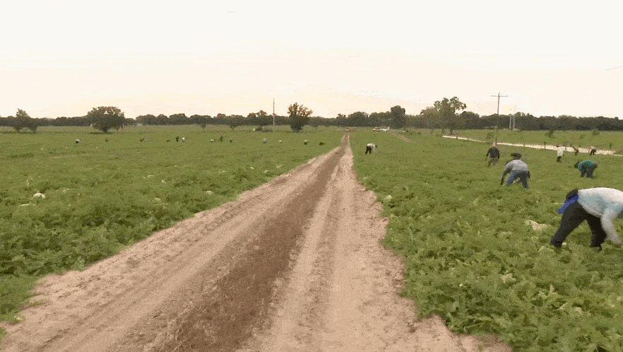 MAGA Republicans create a farmworker exodus from Florida