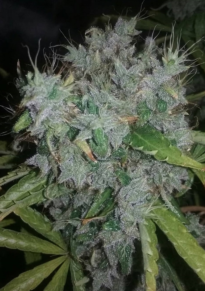 Zamaldelica ACE Seeds