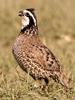 bobwhite quail