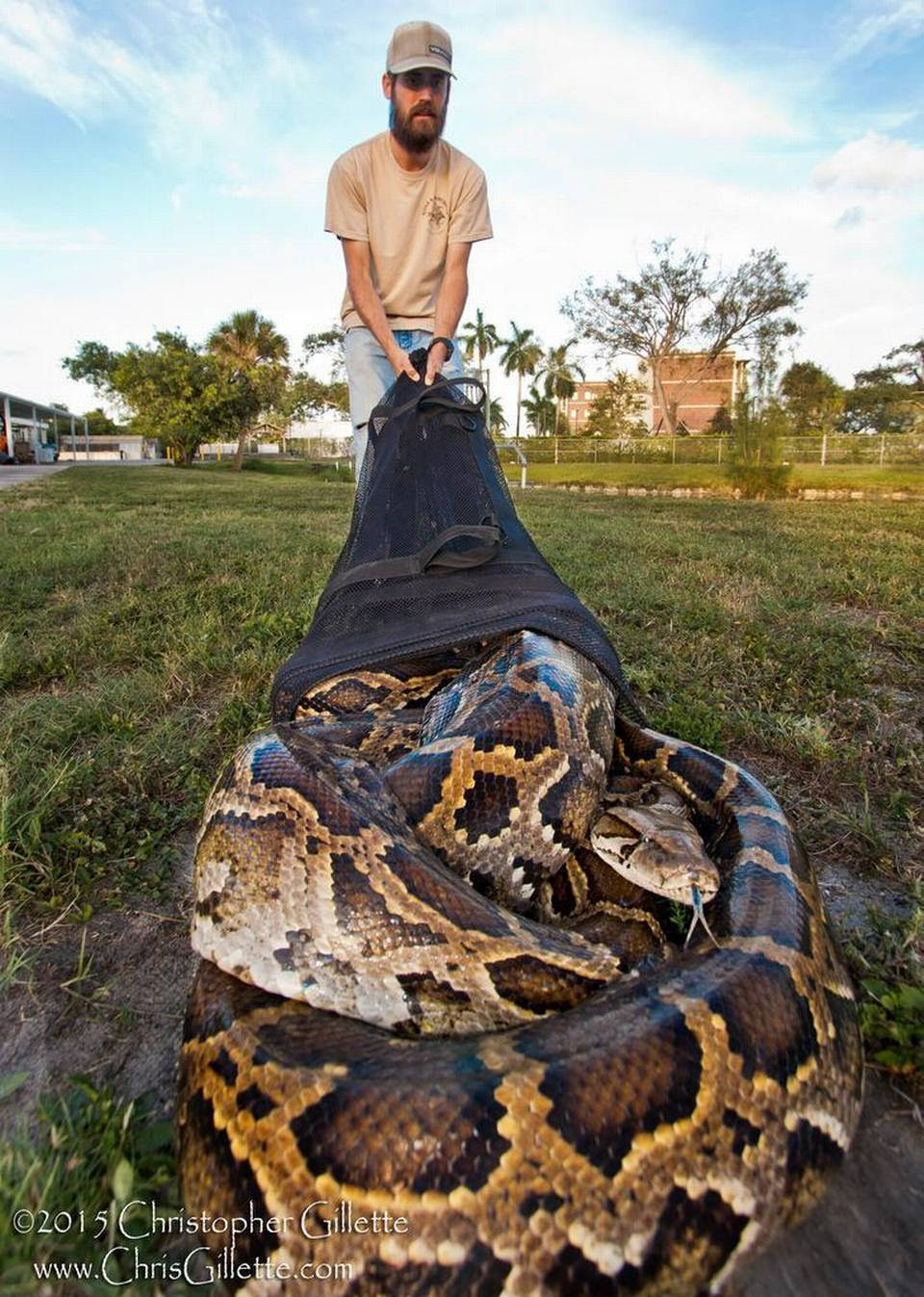 Huge Python Captured in Everglades Florida