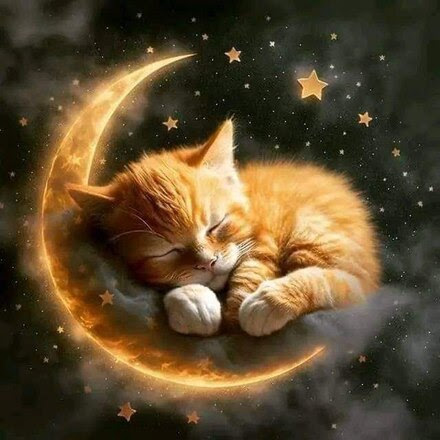 Cat-Good-Night