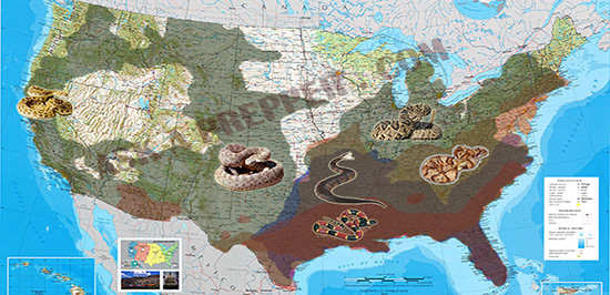 Venomous Snakes That Live in Your Backyard !