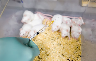 Foto: muizen in dierproef met enge naald