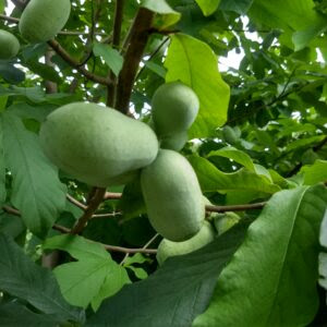 Pawpaws at Woodford
