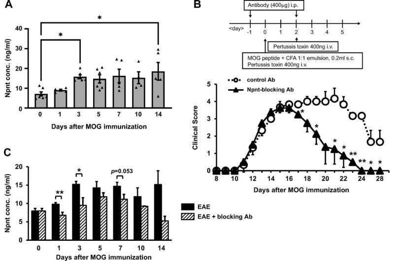 Kidney protein as potential target for treating autoimmune diseases