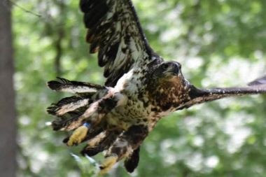 the eagle flying with it's wings expanded
