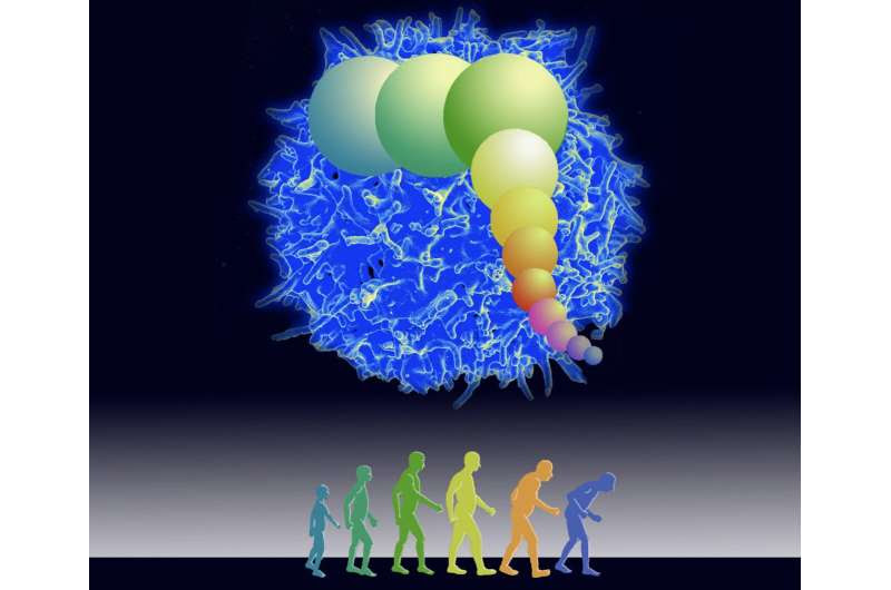 Model finds COVID-19 deaths among elderly may be due to genetic limit on cell division