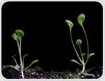 Circadian clock proteins set the pace of plant growth