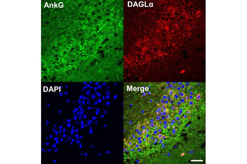 Cannabinoid Pathway Linked to Psychiatric Disorders