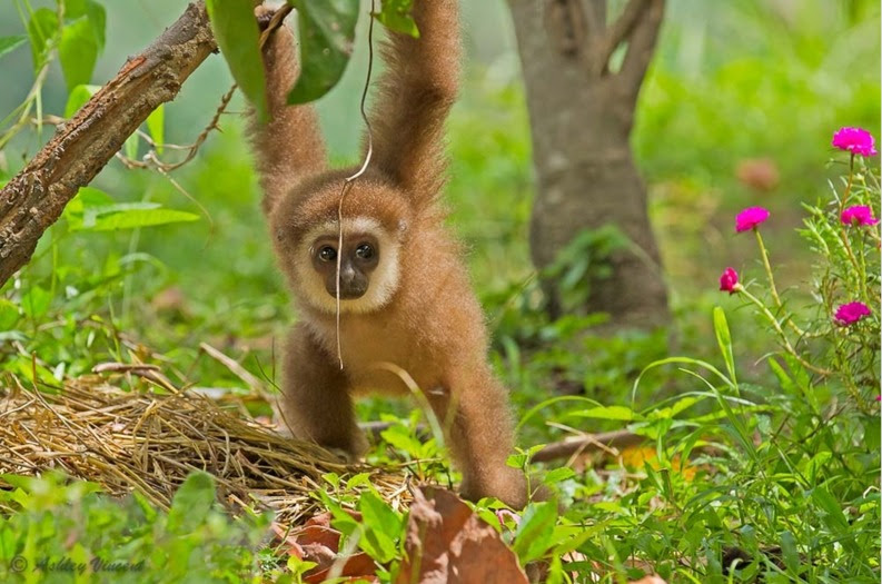 Igo Primo Europe 2.4.6 APK main screen