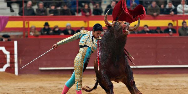 A matador stabs a bull in agony, which rears up with pain in its eyes.