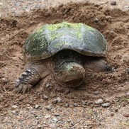 A turtle partially buried in dirt.