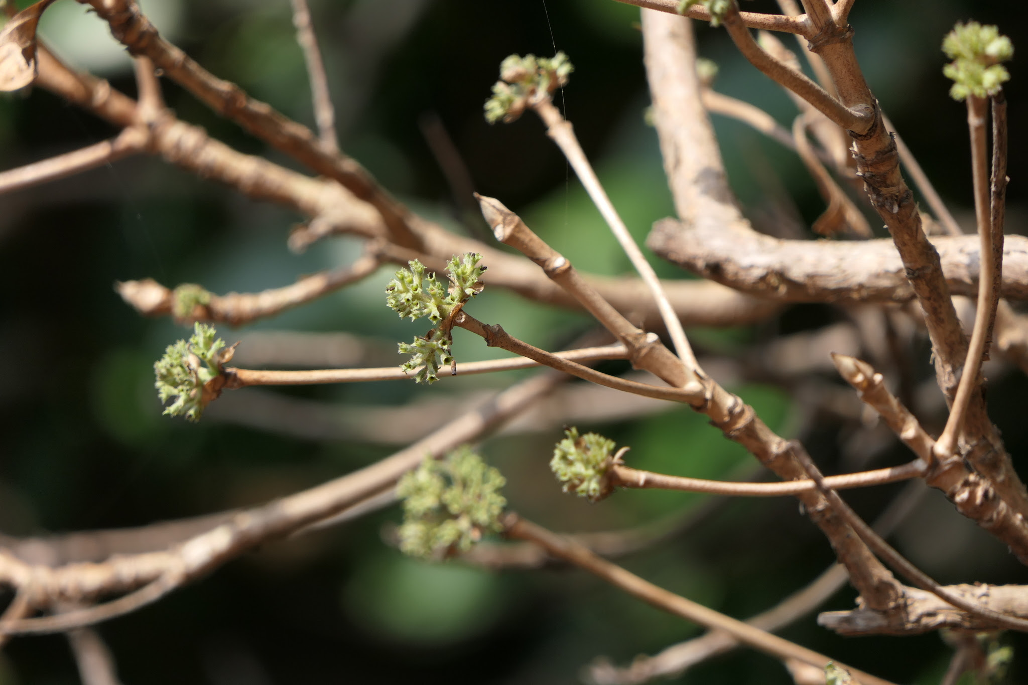 Pavetta crassicaulis Bremek.