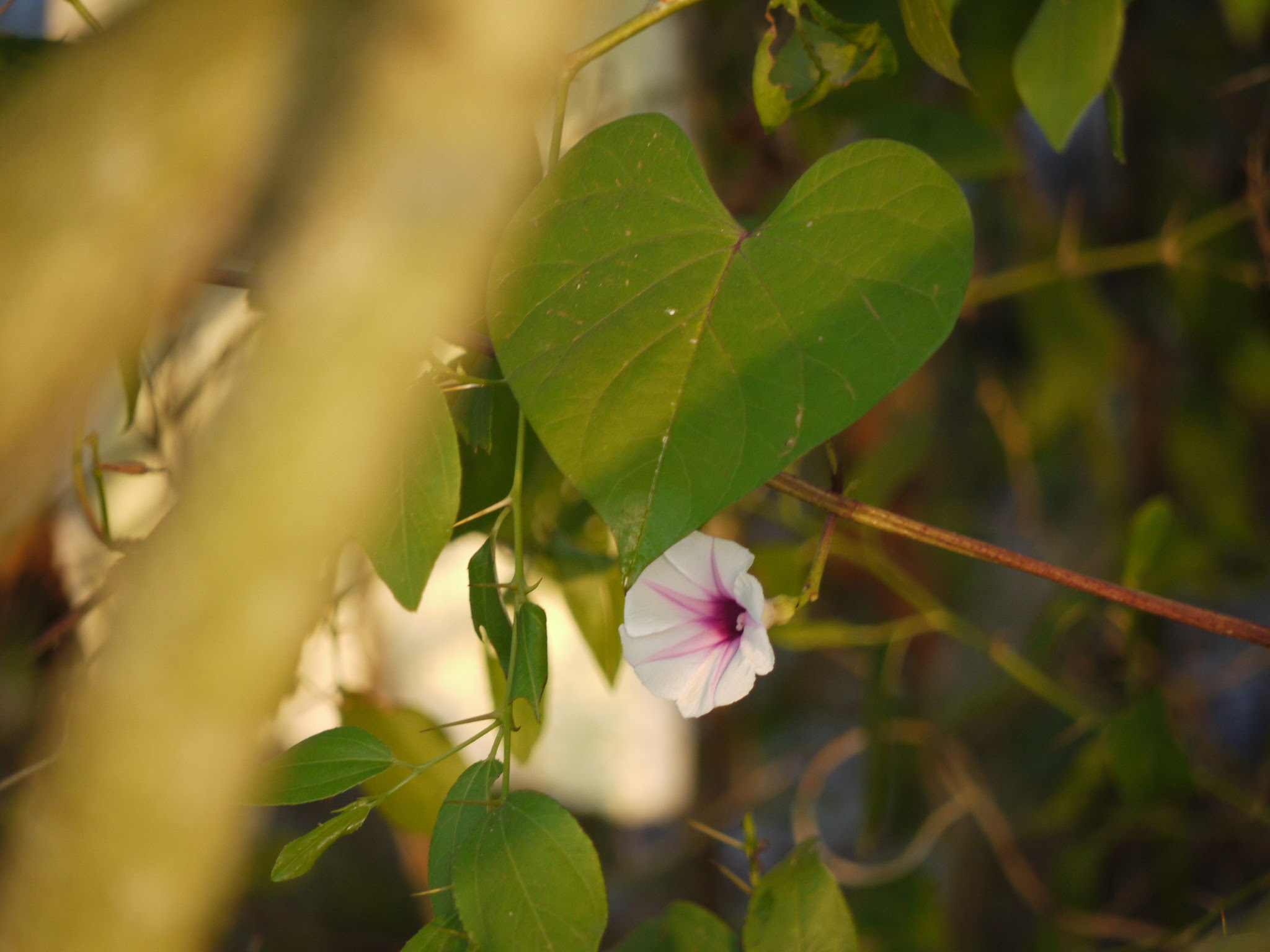 Ipomoea acanthocarpa (Choisy) Hochst. ex Schweinf. & Asch.