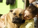 Universities collaborate on study of pet dogs with brain tumors