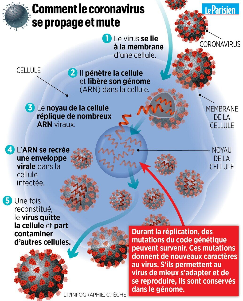 Covid-2019 : cinq minutes pour comprendre l’enjeu de la mutation du virus