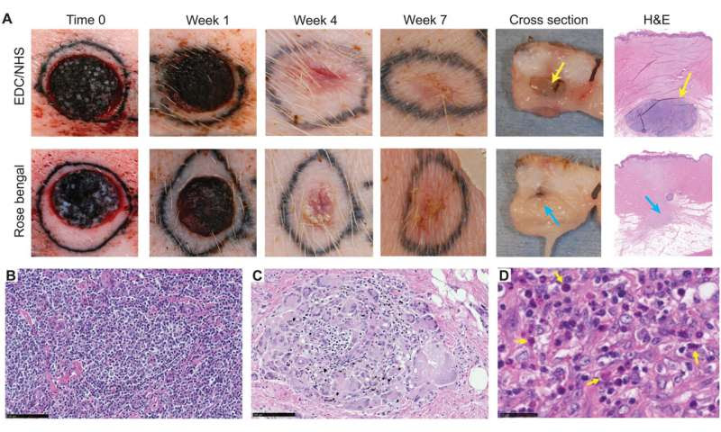 MagneTEskin – Reconstructing the skin with magnetically induced assembly of microtissue cores