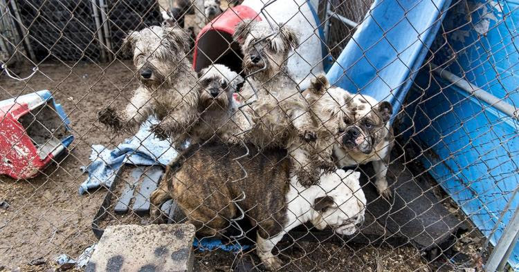 Ley para prohibir criaderos y venta de animales