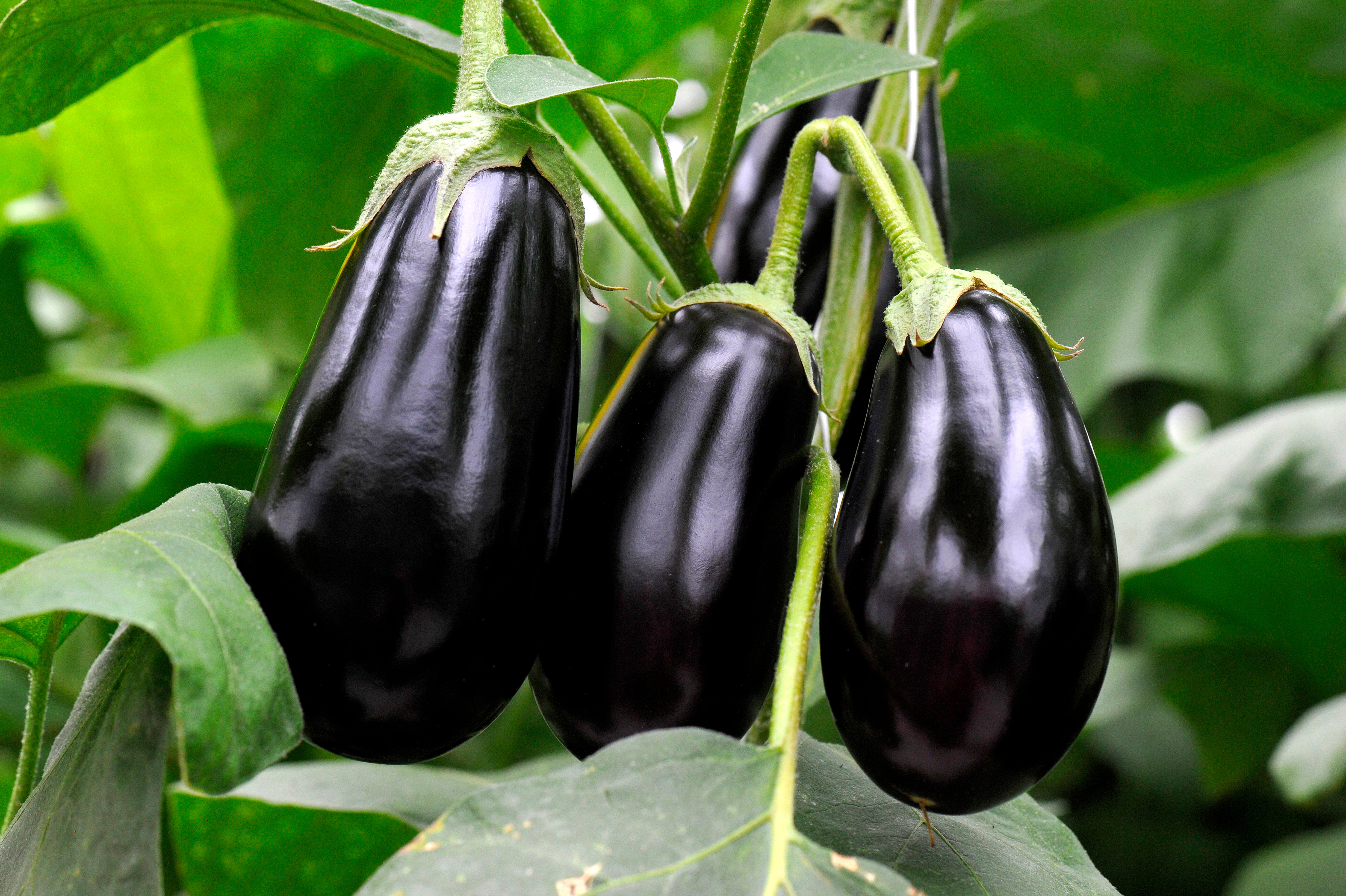 eggplant