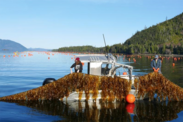 750x500-AKR-Seaweed-farming