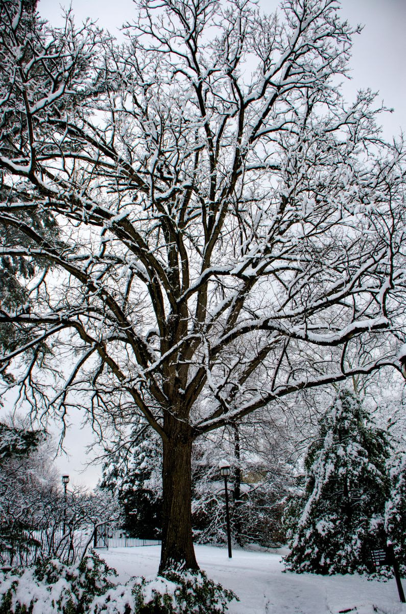 Snow covered bur oak growing near Gates Hall at the Morris Arboretum.