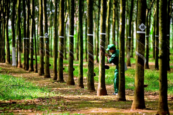 ASEAN Rai Study Highlights Responsible Investment in Sustainable Rubber in Vietnam