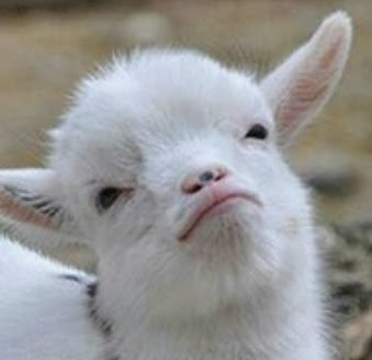 goat4 goat4
