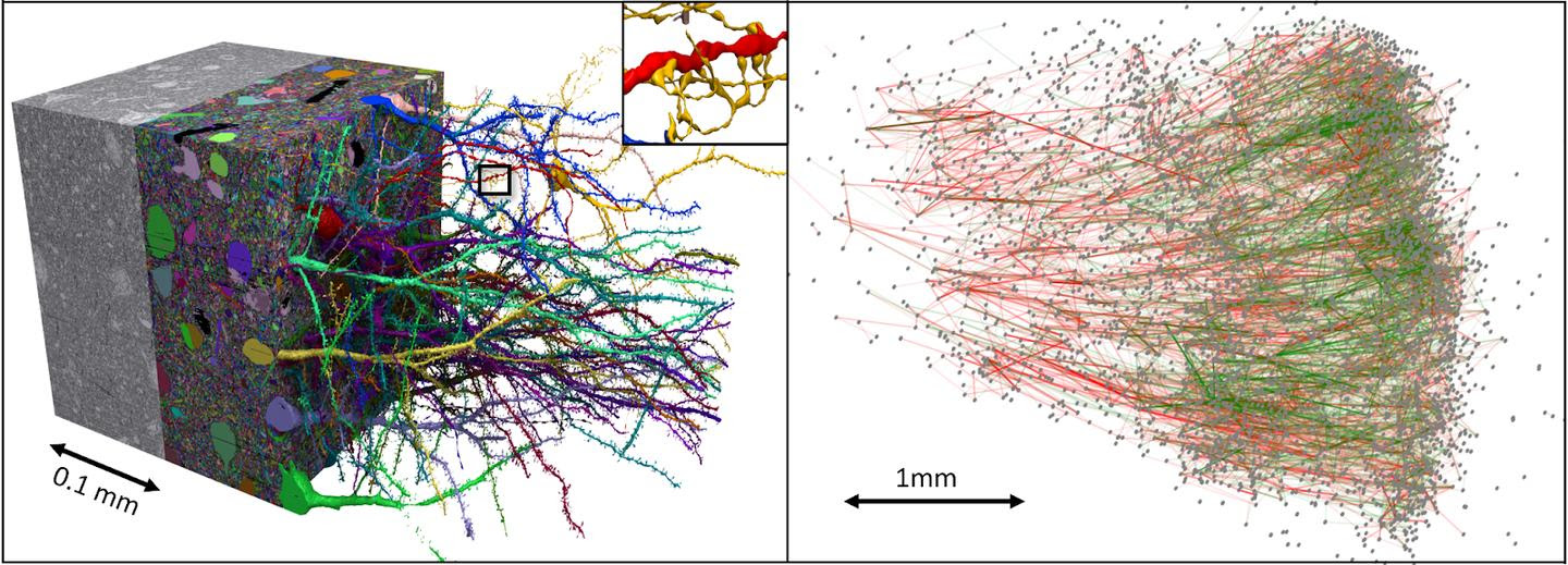 Left: a small section of the dataset. Right: A subgraph of neurons, highlighting excitatory neurons in green and inhibitory neurons in red.