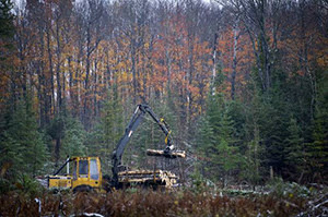 equipment moving timber in forest
