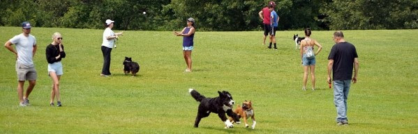 dogs and humans playing at Orion Oaks Dog Park