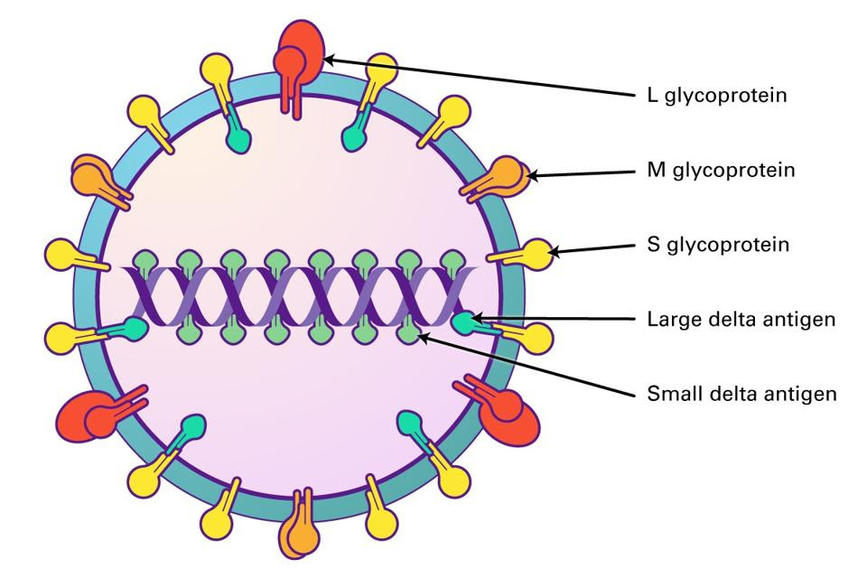 HDV ribonucleoprotein complex wrapped in HBsAg-containing envelope