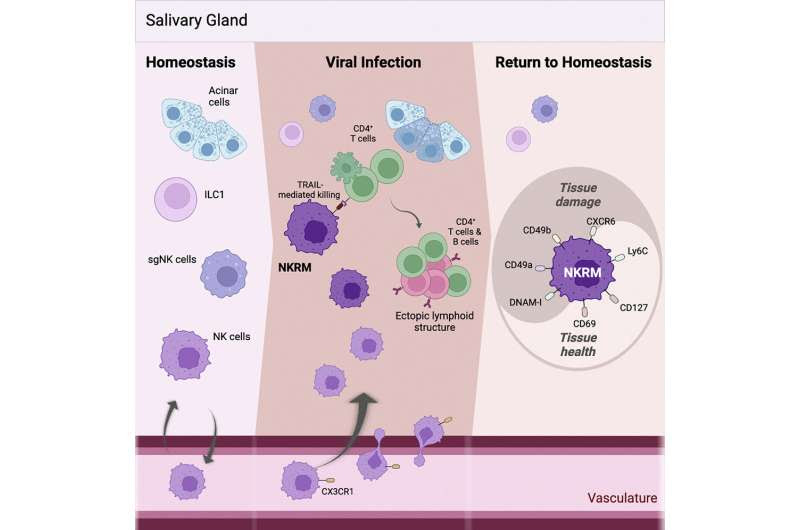 'Natural killer' immune cells can modify tissue inflammation: study