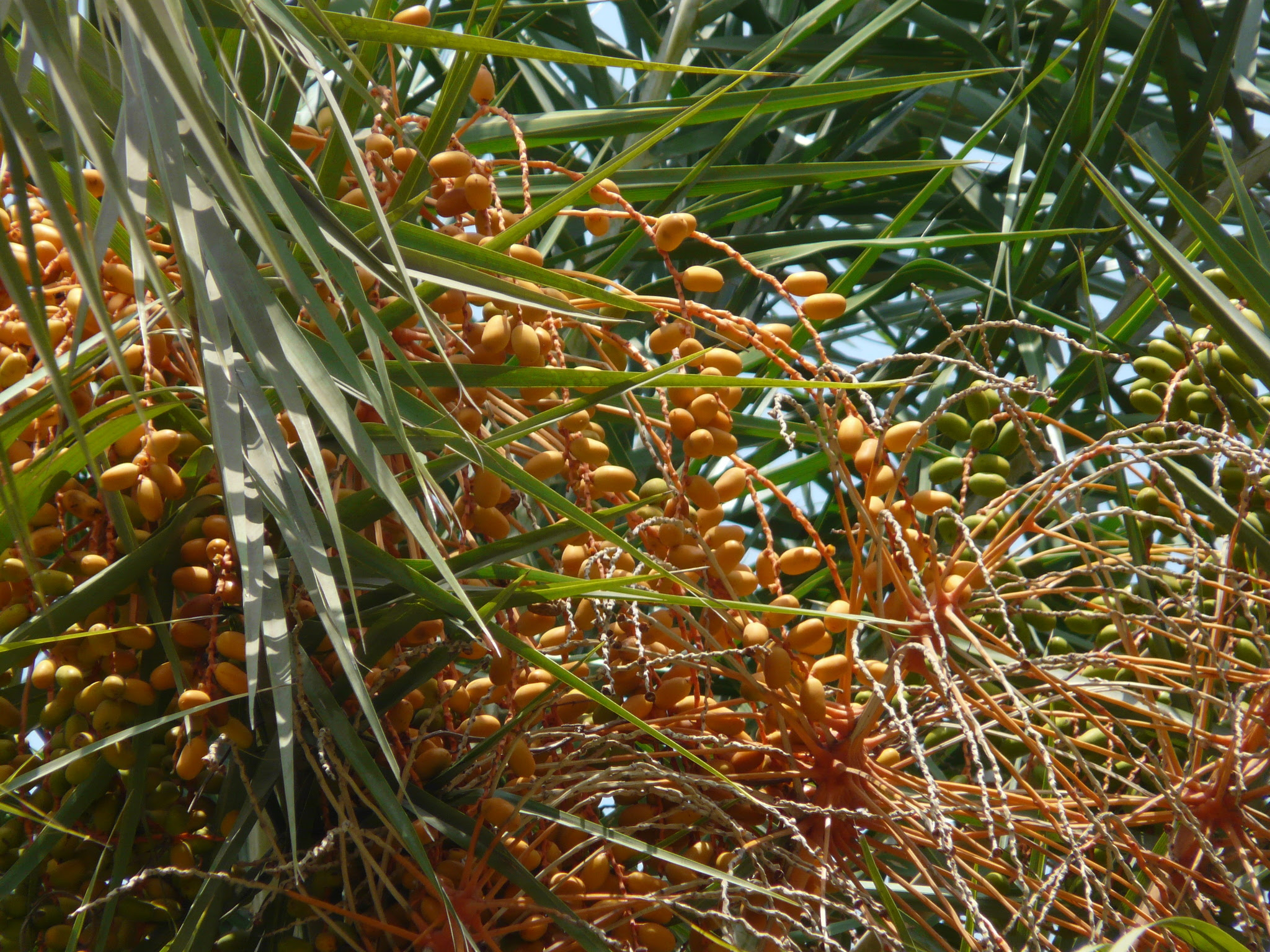 Phoenix sylvestris (L.) Roxb.