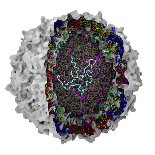illustration of engineered poliovirus